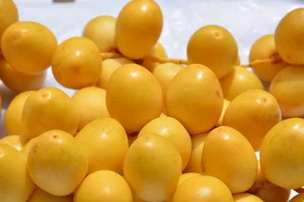 فروش عمده خارک برحی